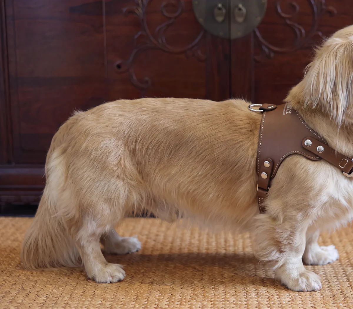 A long-haired dachshund wearing the Arc harness in saddle