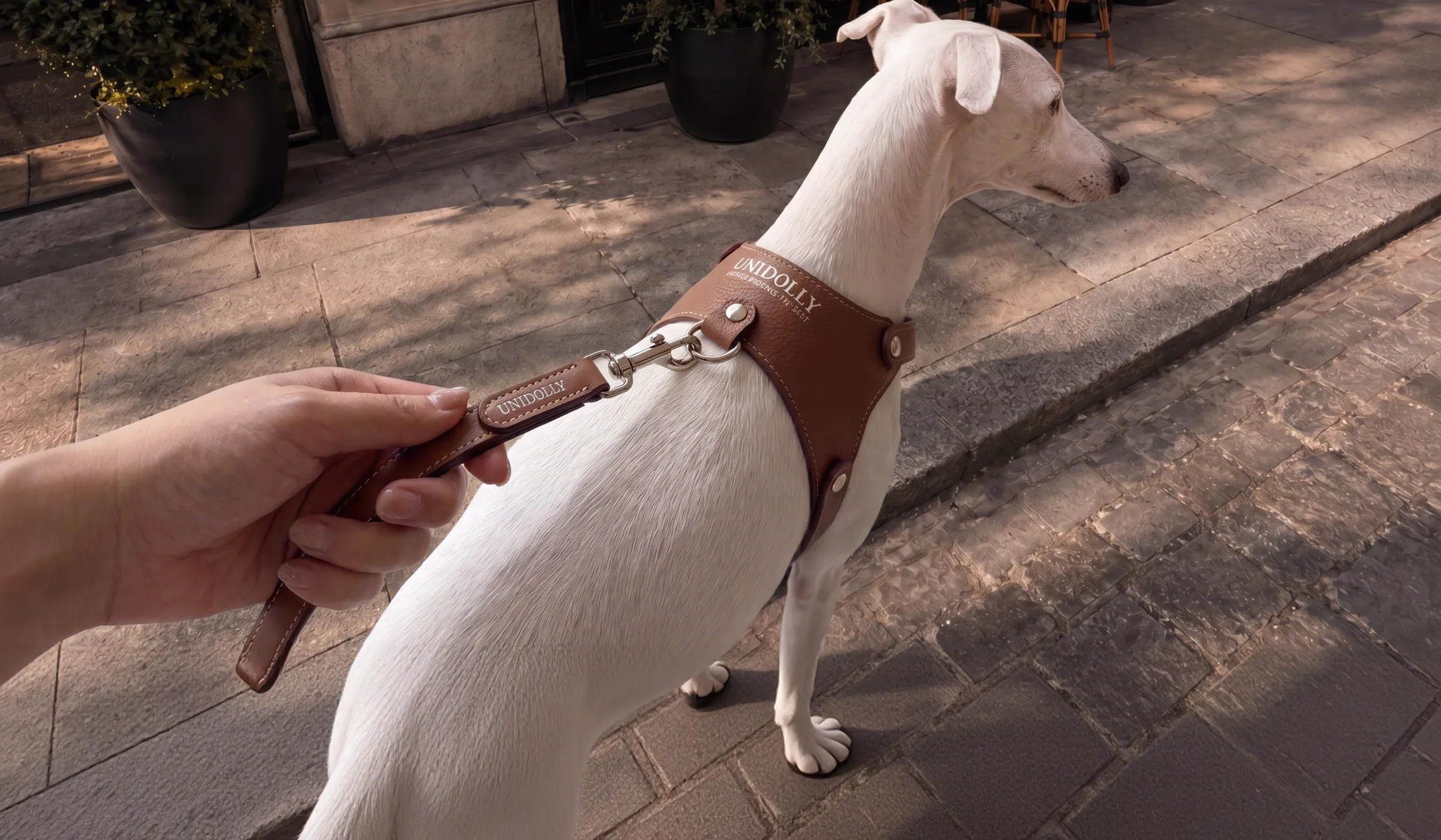 A whippet in an Arc harness on a city pavement, lead held loosely